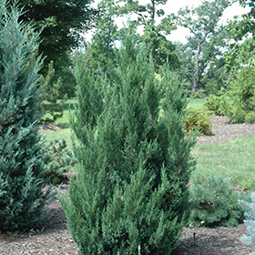 Plant Photo 6