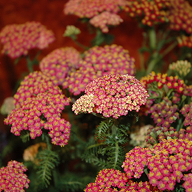 Plant Photo 4