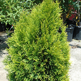 Plant Photo 8