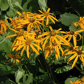 Plant Photo 9