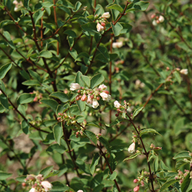 Plant Photo 7