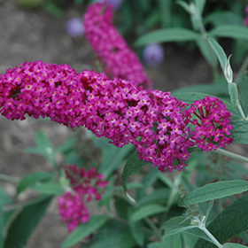 Plant Photo 3