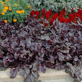 Plant Photo 7