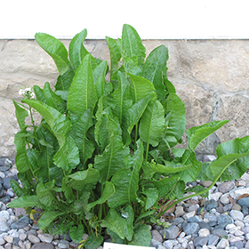 Plant Photo 8