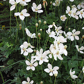 Plant Photo 8