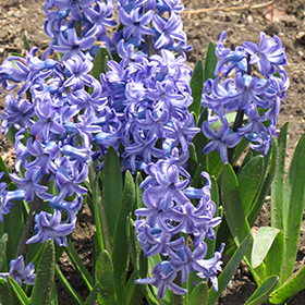 Plant Photo 7