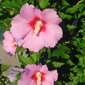 Plant Photo 1