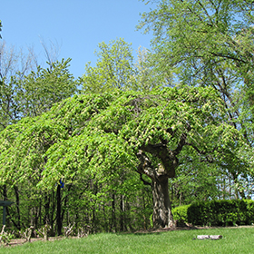 Plant Photo 1