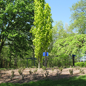 Plant Photo 4