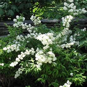 Plant Photo 1