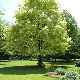 Plant Photo 4
