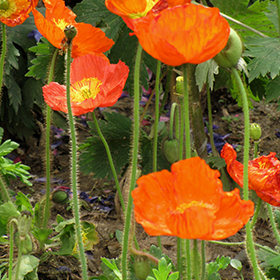 Plant Photo 5