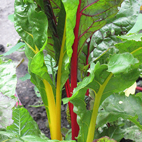 Plant Photo 6