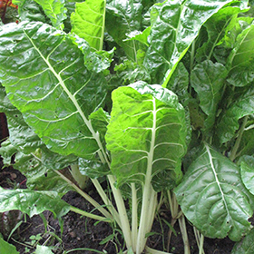 Plant Photo 10