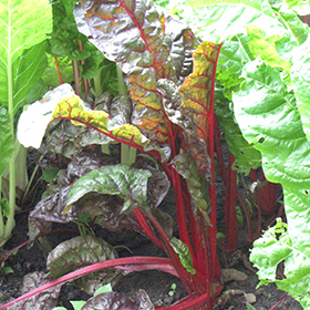 Plant Photo 1