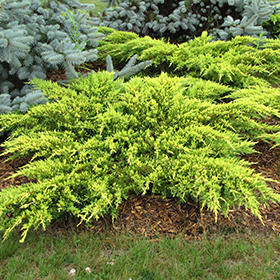 Plant Photo 2