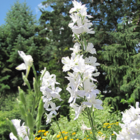 Plant Photo 10