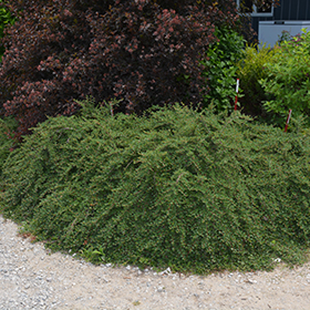 Plant Photo 9