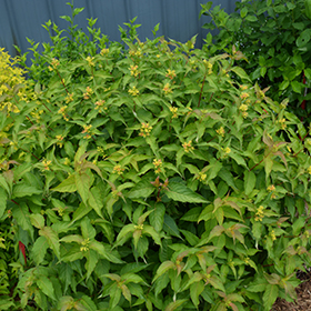 Plant Photo 3