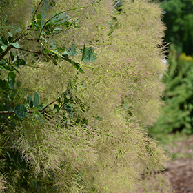 Plant Photo 8