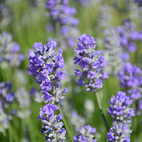 Plant Photo 1