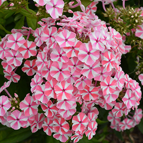 Plant Photo 8