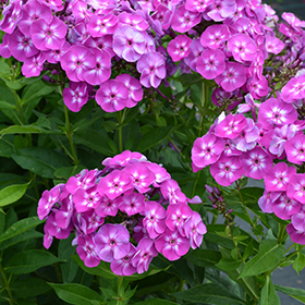 Plant Photo 5