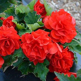 Plant Photo 4