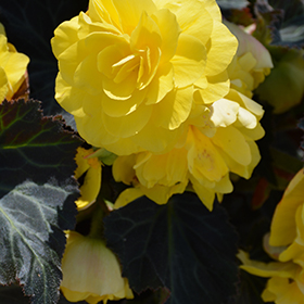 Plant Photo 1