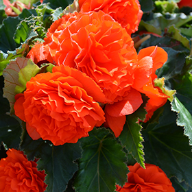 Plant Photo 2
