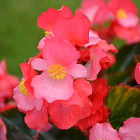 Plant Photo 3