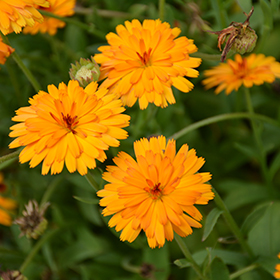 Plant Photo 8