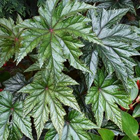 Plant Photo 8