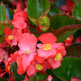 Plant Photo 2