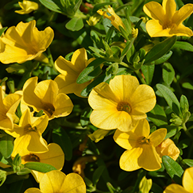 Plant Photo 10