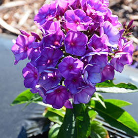 Plant Photo 10