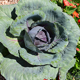 Plant Photo 7