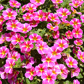 Plant Photo 9