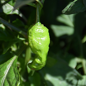 Plant Photo 4