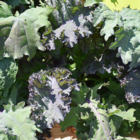 Plant Photo 2