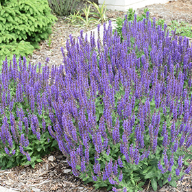 Plant Photo 6