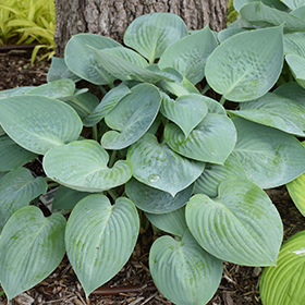 Plant Photo 1
