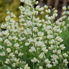 Plant Photo 9