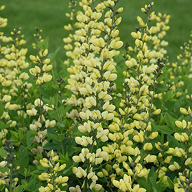 Plant Photo 3