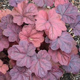 Plant Photo 8