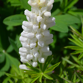 Plant Photo 7