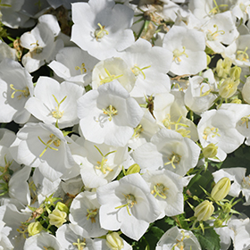 Plant Photo 5