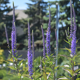 Plant Photo 3
