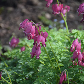 Plant Photo 7