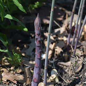 Plant Photo 5